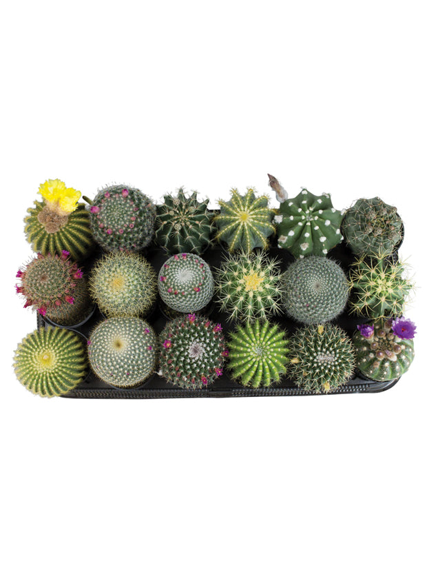 Assorted Cacti - 3.5