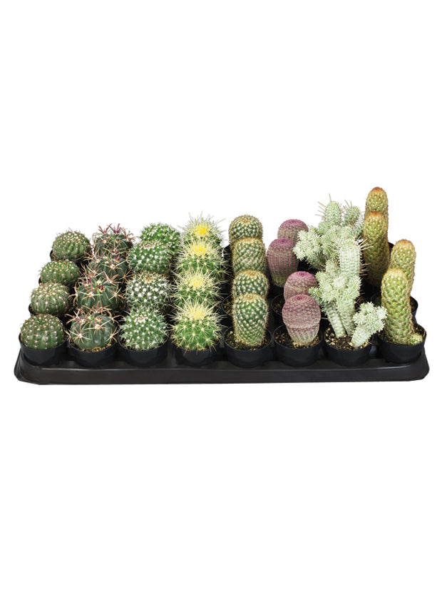 altman cactus and succulents Assorted Cacti Tray- 2.5" – Altman Specialty Plants