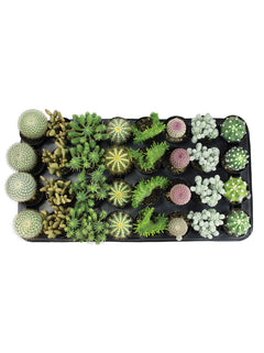succulent tray home depot Assorted Cacti Tray- 2.5" – Altman Specialty Plants
