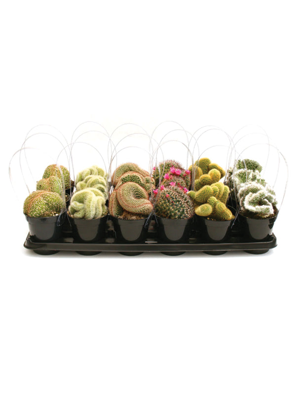 Assorted Crested Cacti Tray - 3.5"