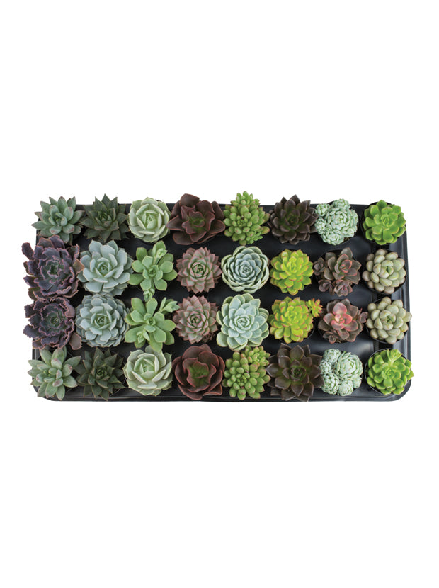 succulent trays for sale Assorted Succulents Tray