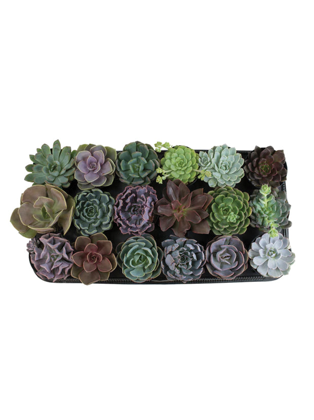 specialty succulents Assorted Echeveria Tray- 3.5