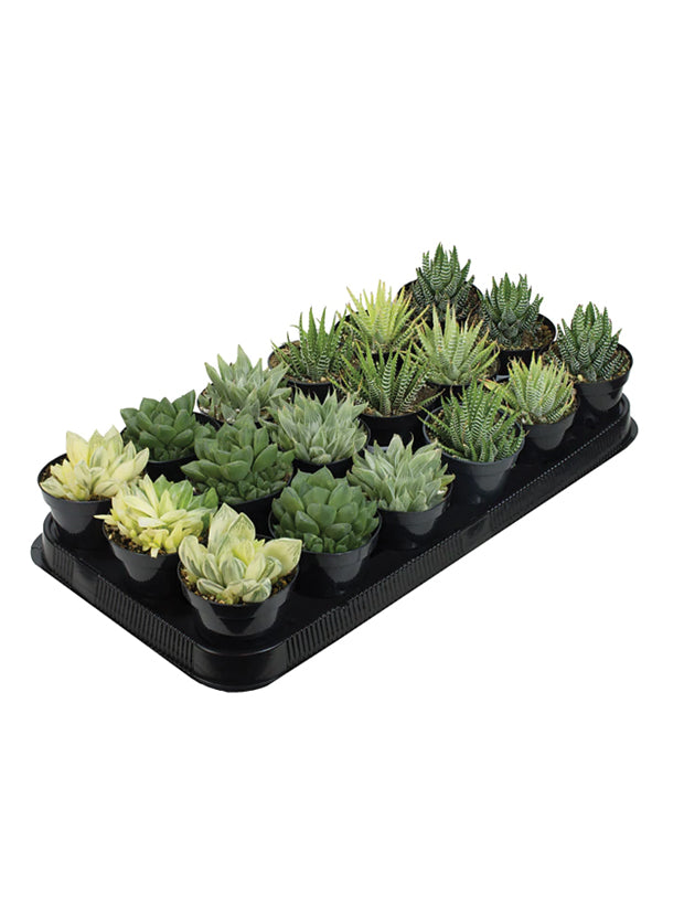 specialty succulents Assorted fasci Tray