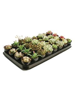 mimicry plant succulent Assorted Mimicry Tray
