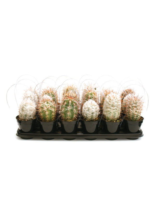 Assorted Old Man Cacti - 3.5"