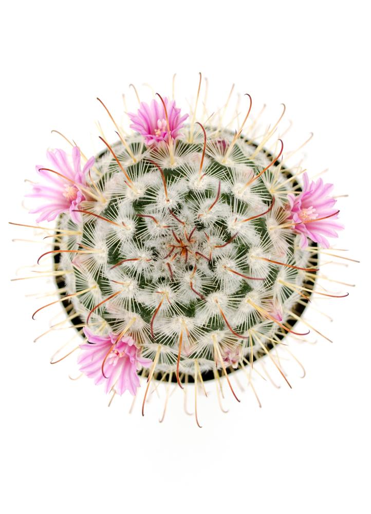 Mammillaria bombycina 