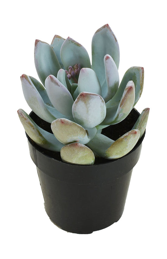 succulent powder puff Pachyveria 'Powder Puff'