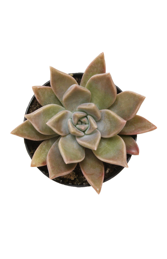Graptopetalum paraguayense 'Ghost Plant' - 2.5"- Top