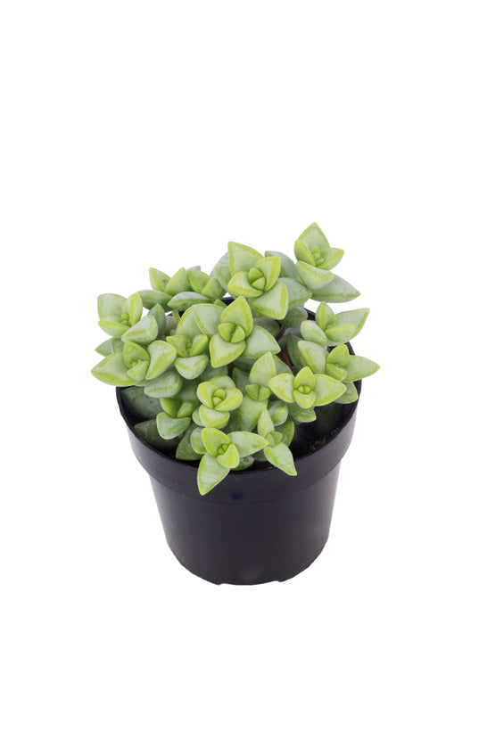 rosary plant succulent Crassula rupestris “Rosary Vine”