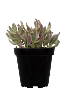 Crassula rubricaulis ‘Candy Cane’ USPP28,111 - 2.5"