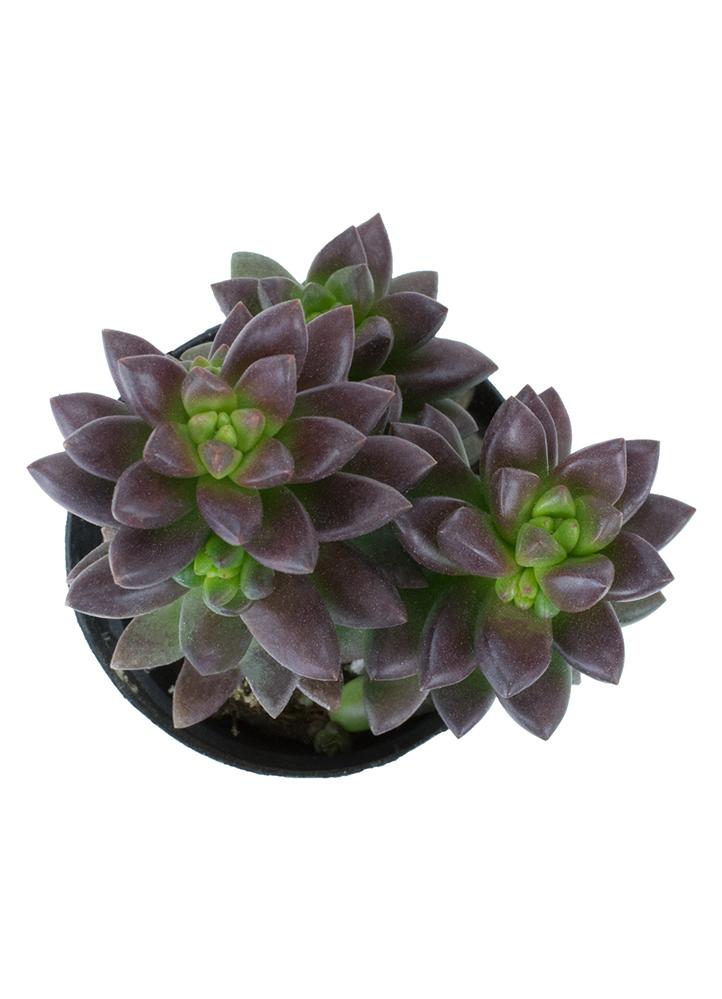 beady succulent Sedeveria 'Jet Beads'