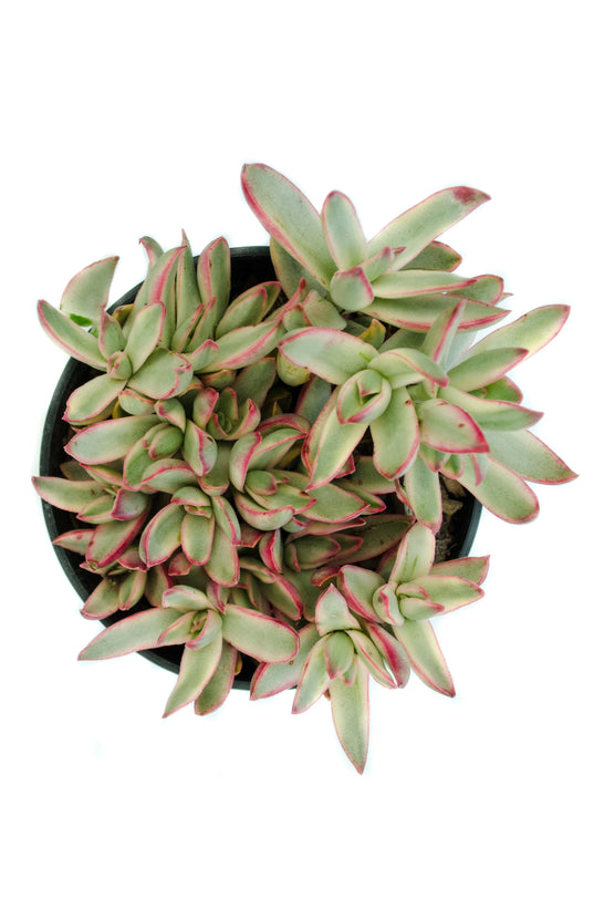 candy stick plant succulent Crassula rubricaulis 'Candy Cane' USPP28,111