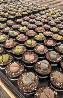 stone succulent Lithops spp