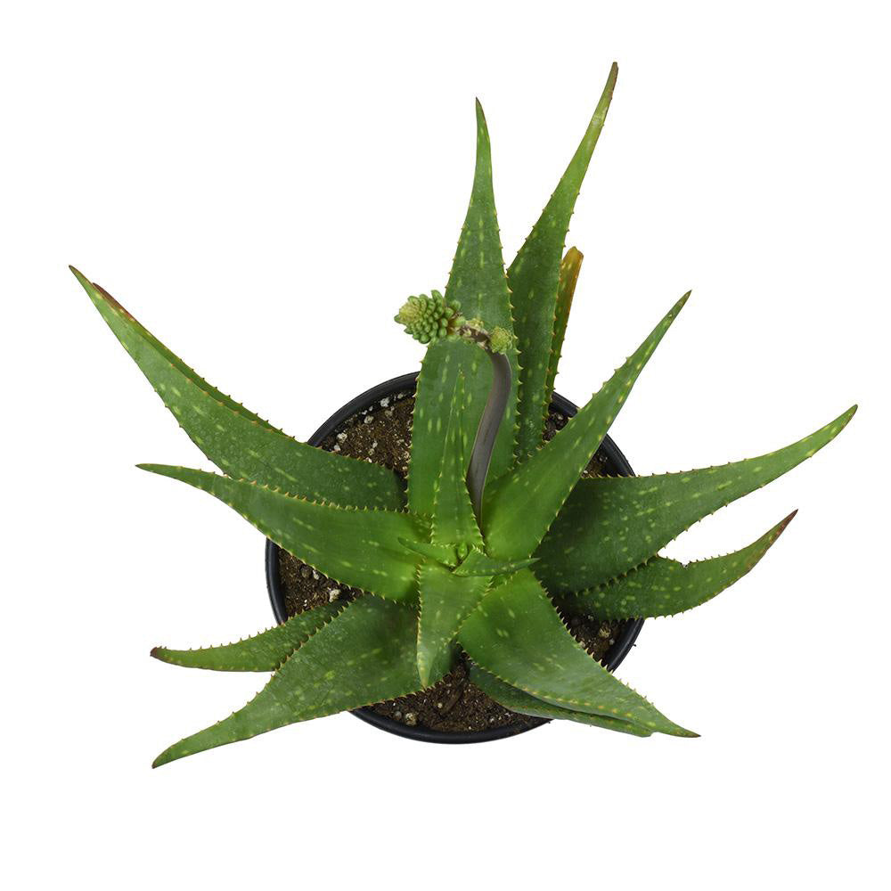 cotyledon succulent mint truffles Cotyledon 'Mint Truffles' USPP28,110