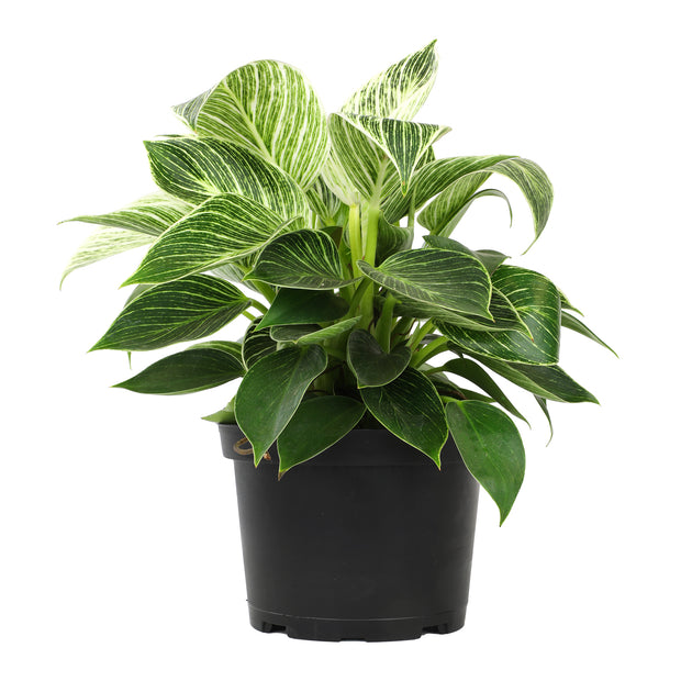 philodendron kopen Altman Plants Philodendron Birkin Live House Plant in 6 in. White Textured Ceramic Pot