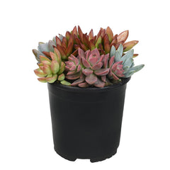 succulent combo Succulent Combo