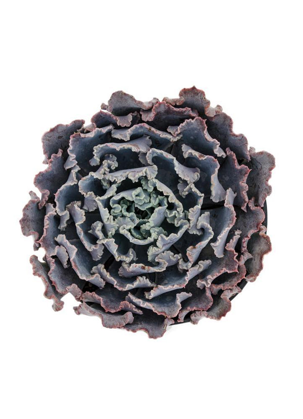 shaviana succulent Echeveria shaviana 'Truffles'