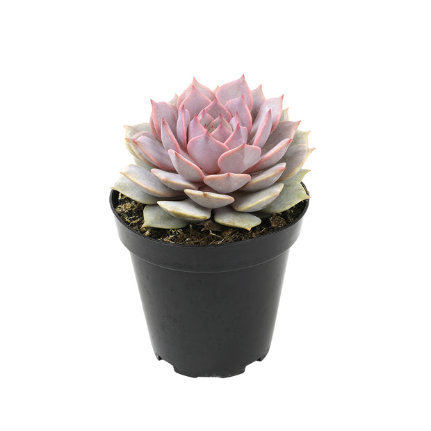 diamond succulent plants Echeveria 'Pink Diamond' PP33,616