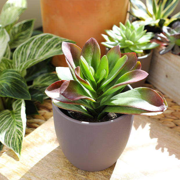 dragon succulent plant Kalanchoe 'Little Dragon' PP34,248