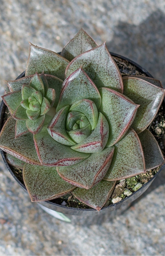 purpusorum succulent Echeveria purpusorum