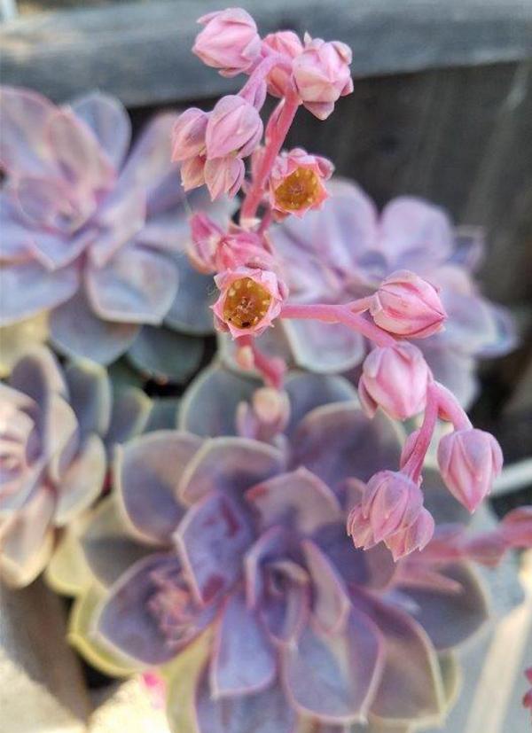 perle von nurnberg echeveria succulent Echeveria Perle von Nurnberg