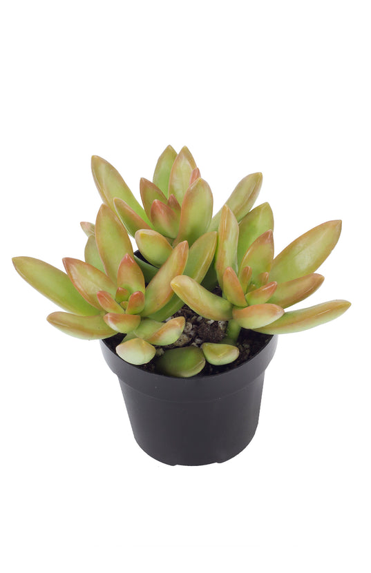 adolphi succulent Sedum adolphi “Golden Sedum”