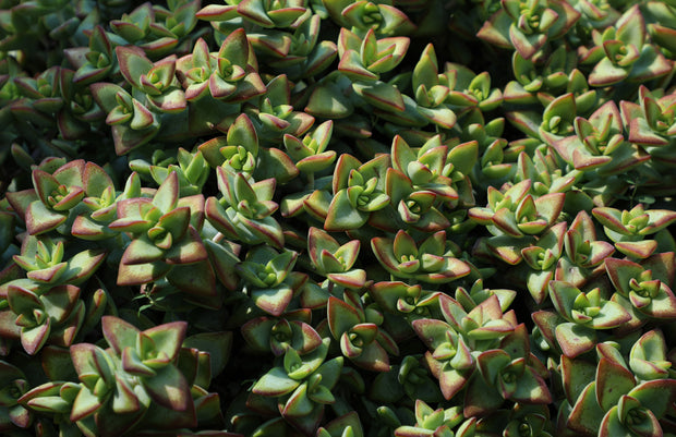 rosary succulent Crassula rupestris “Rosary Vine”