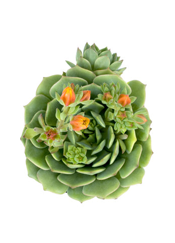 ramillette succulent Echeveria 'Ramillette'