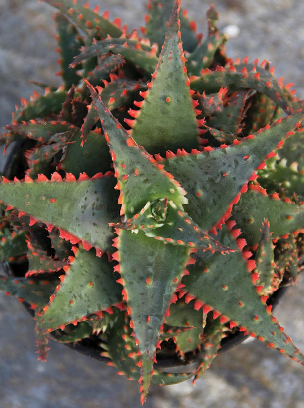 christmas aloe vera plant 3.5" Aloe ‘Christmas Sleigh’