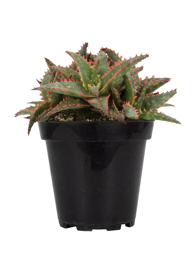 christmas sleigh succulent 3.5" Aloe 'Christmas Sleigh' – Altman Specialty Plants
