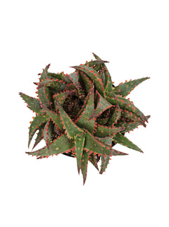 christmas aloe succulent 3.5" Aloe 'Christmas Sleigh' – Altman Specialty Plants