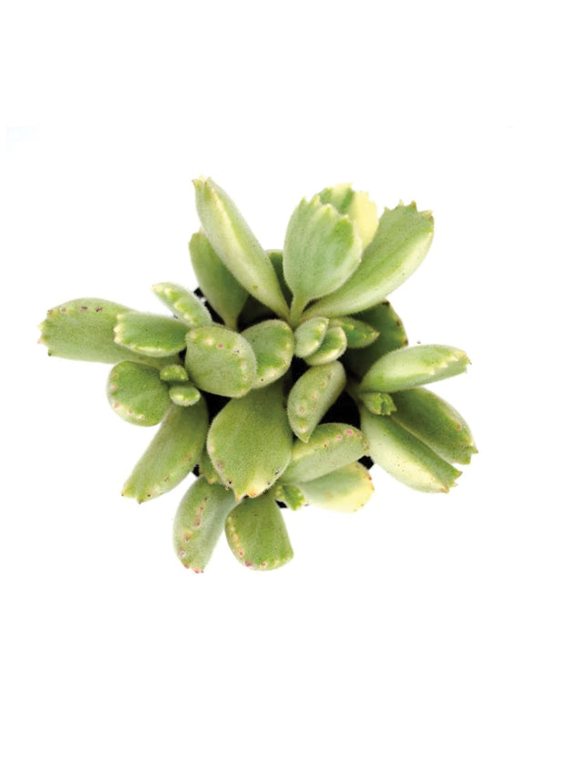 Cotyledon ladismithiensis 'Variegata' “Variegated Bear's Paw”