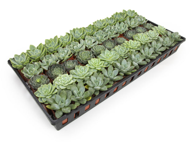 2 inch succulents 2 Inch Mint and Blue Rosette Succulents Plants Live Indoor Plants, Bul – Altman Specialty Plants