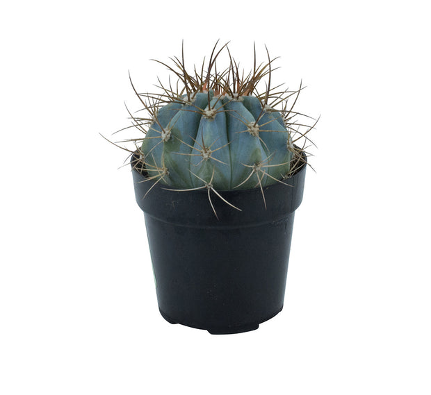 Melocactus azureus “Turk’s Cap Cactus” - 3.5"