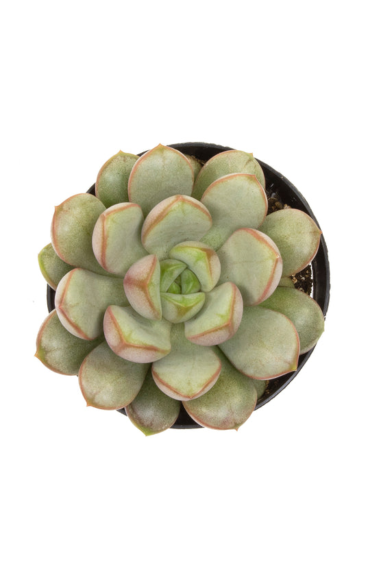amethorum succulent Graptoveria 'Amethorum'