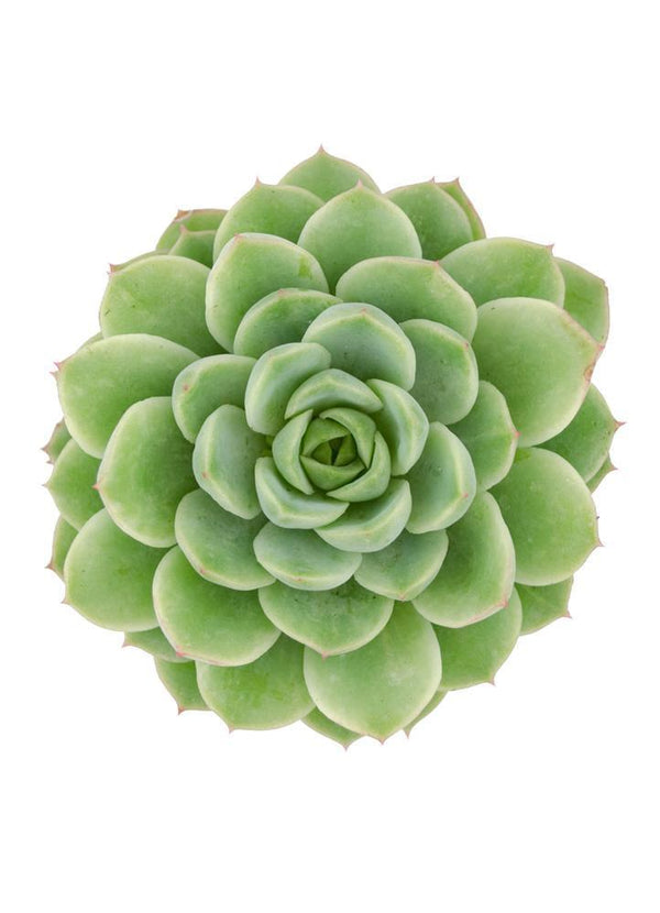 chilean succulents Echeveria 'Lime n' Chile'