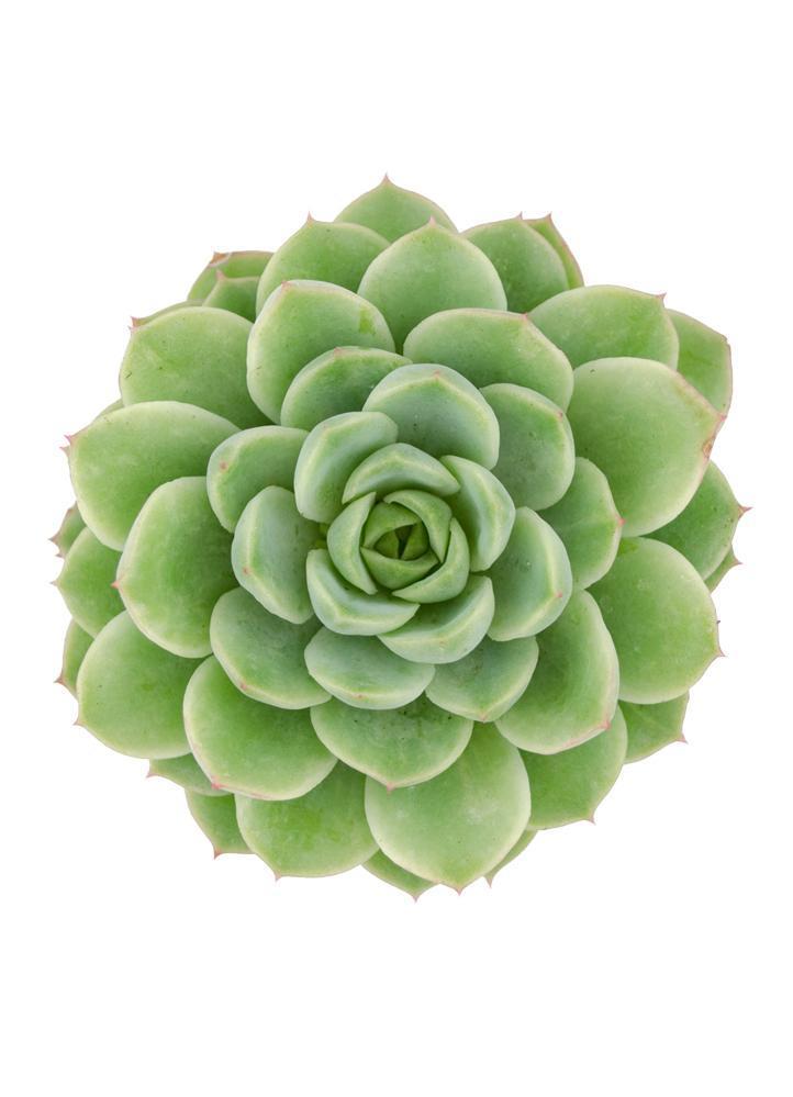 Echeveria 'Lime n' Chile'