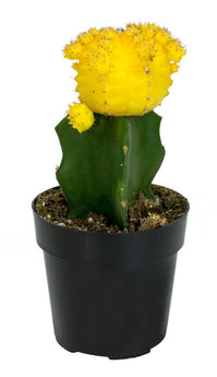 Gymnocalycium mihanovichii "Moon Cactus" Yellow - 2.5"