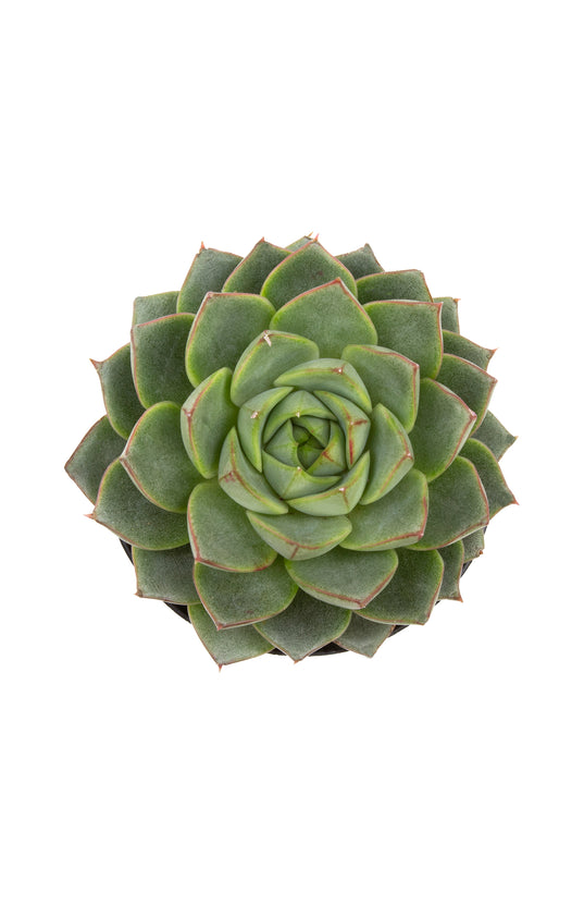 parva succulent Echeveria ‘Parva’