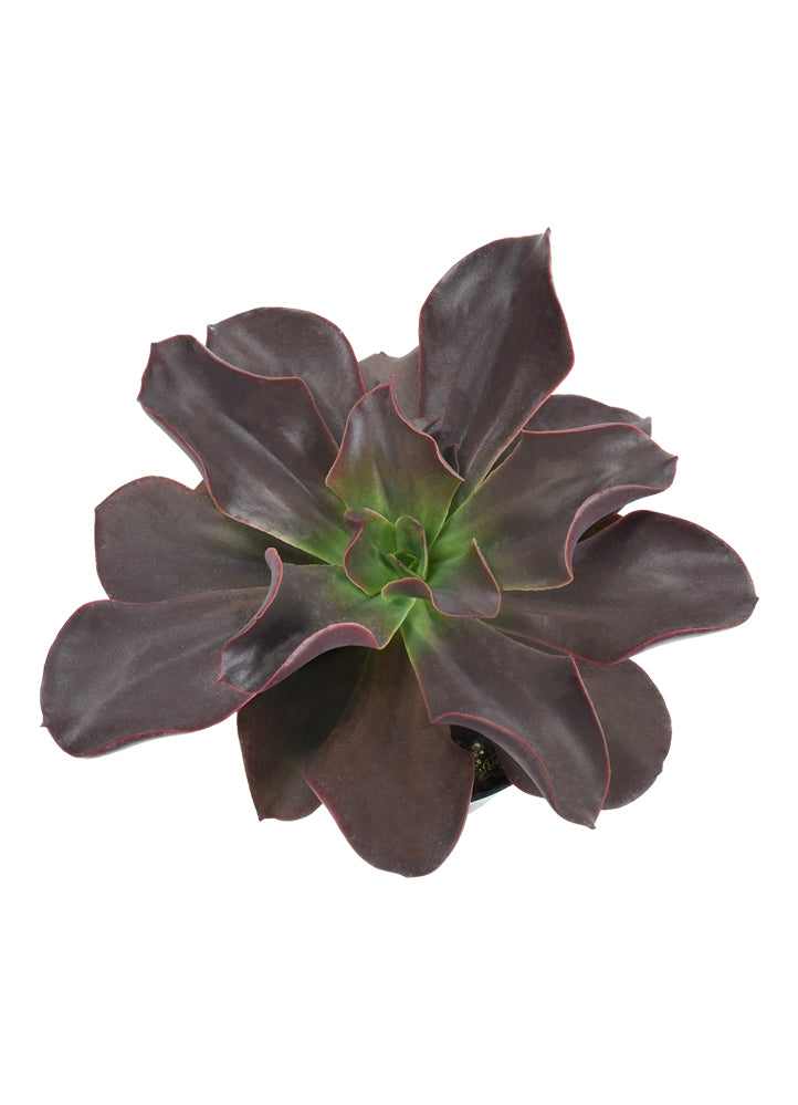 autumn flame succulent Echeveria 'Autumn Flame' USPP28,986