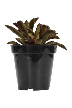 kalanchoe cinnamon succulent Kalanchoe tomentosa 'Cinnamon'