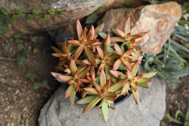 sedum adolphii firestorm succulent Sedum adolphi Firestorm™