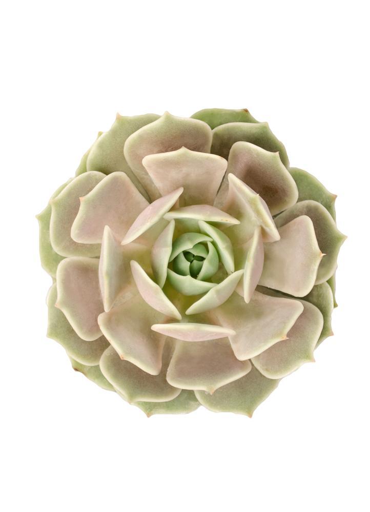 sedum lime gold succulent Sedum adolphi 'Lime Gold'