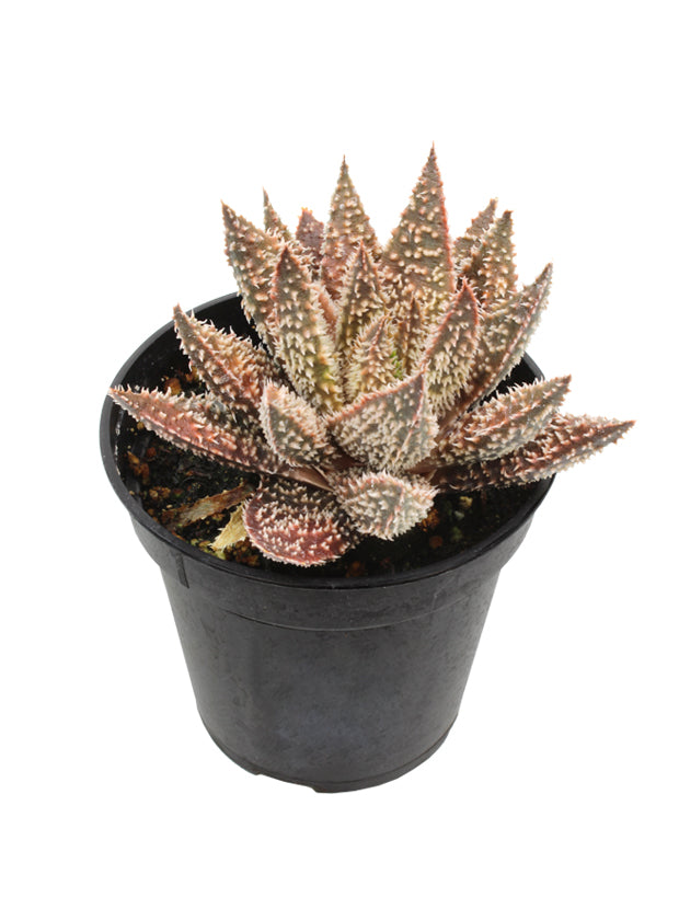 tarantula succulent 3.5" Aloe 'Tarantula' PPAF – Altman Specialty Plants