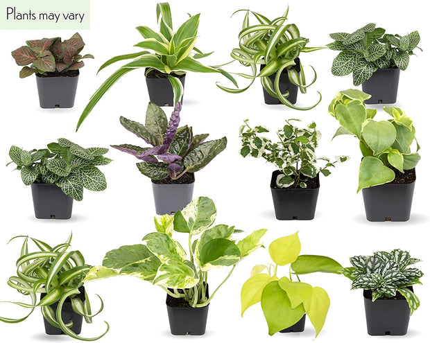 variety of house plants 48 Pack of Assorted Foliage