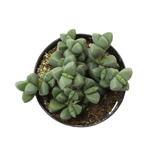 succulent ice cube 2.5" CORPUSCULARIA LEHMANNII – Altman Specialty Plants