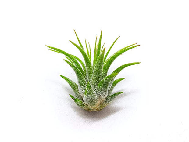 small air plant 100 Pack of Small Ionantha Tillandsia Air Plants – Altman Specialty Plants