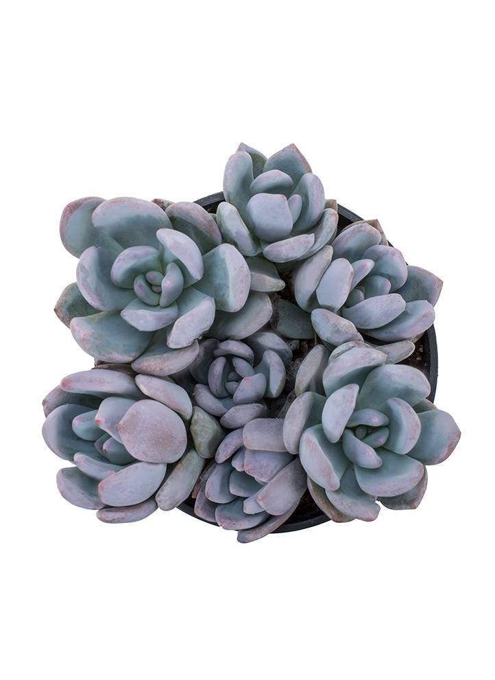 pachyveria powder puff succulent Pachyveria 'Powder Puff'