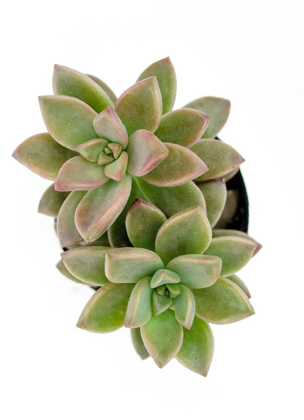 alpenglow succulent Graptosedum 'Alpenglow' / 'Vera Higgins'