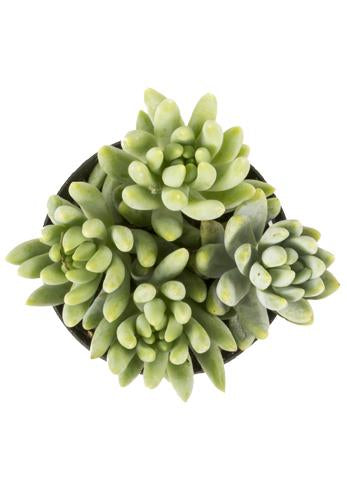 harry butterfield succulent Sedeveria 'Harry Butterfield'